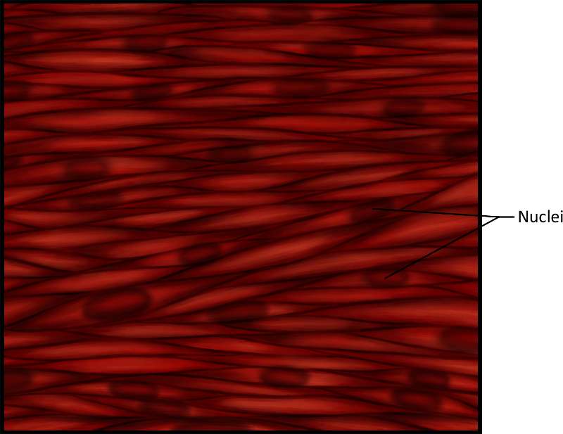 Smooth Muscle